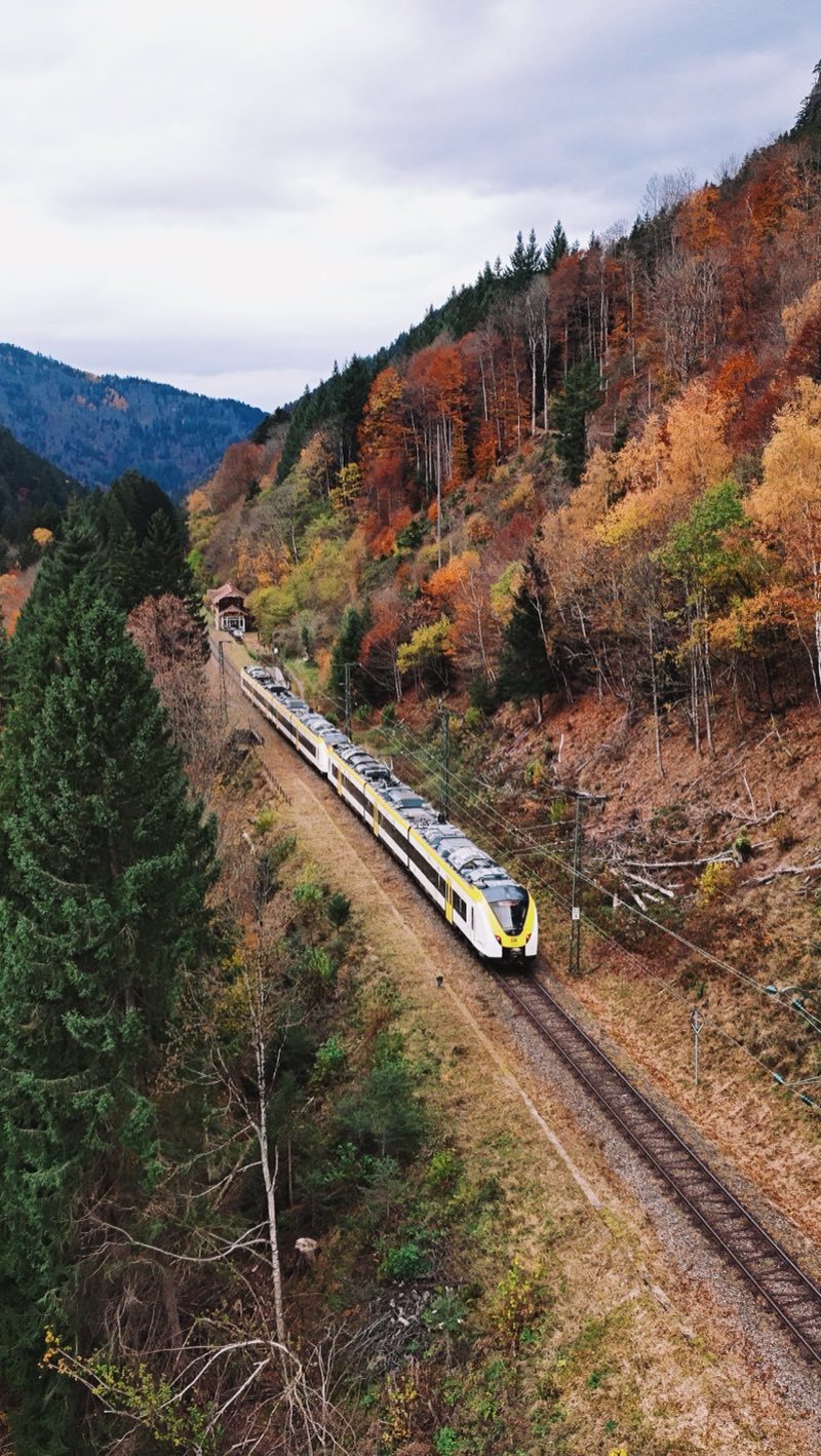 White and yellow train climbing through autumn forest.